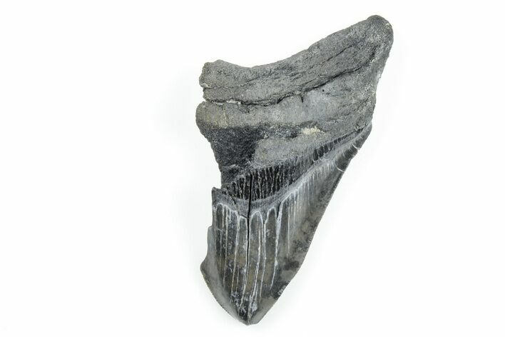 4.34" Partial, Fossil Megalodon Tooth - Serrated Blade